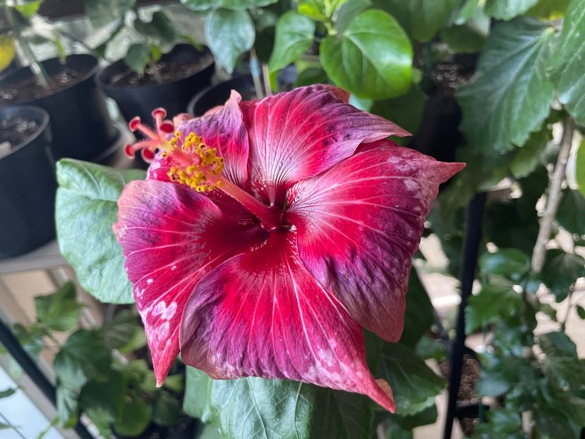  - Moorea Cardinal Pourpre