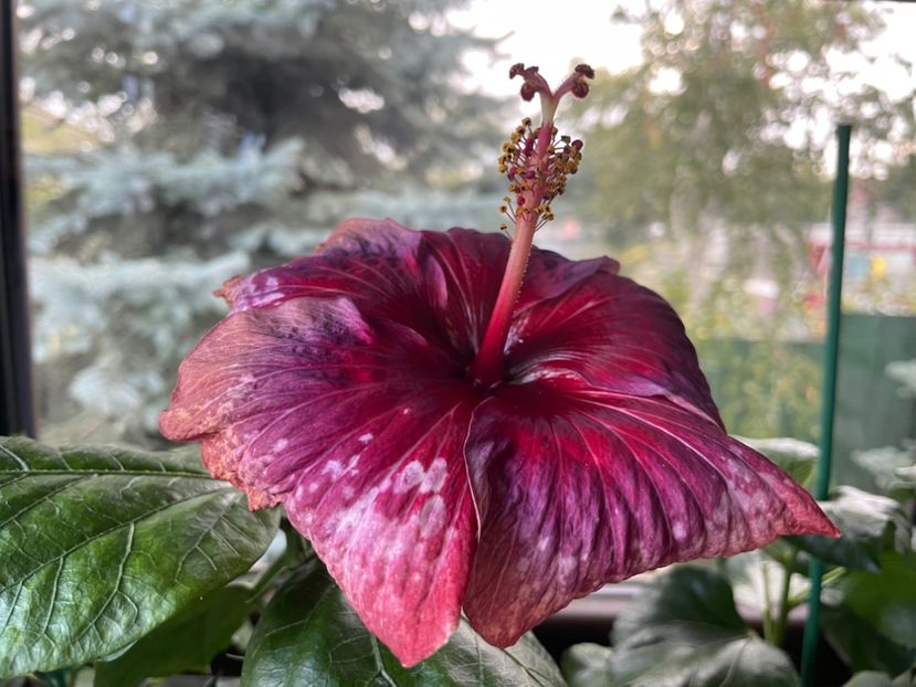  - Moorea Cardinal Pourpre
