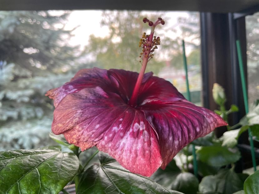 - Moorea Cardinal Pourpre