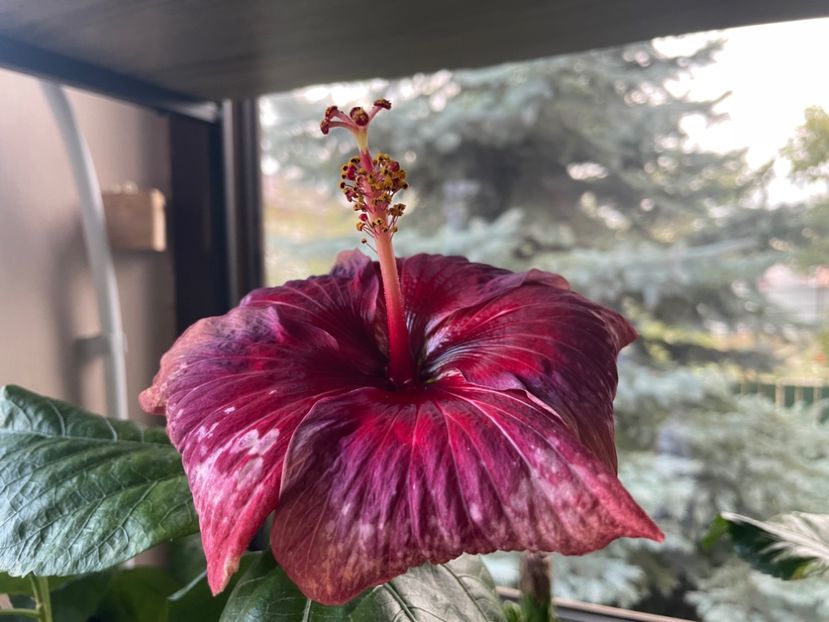  - Moorea Cardinal Pourpre