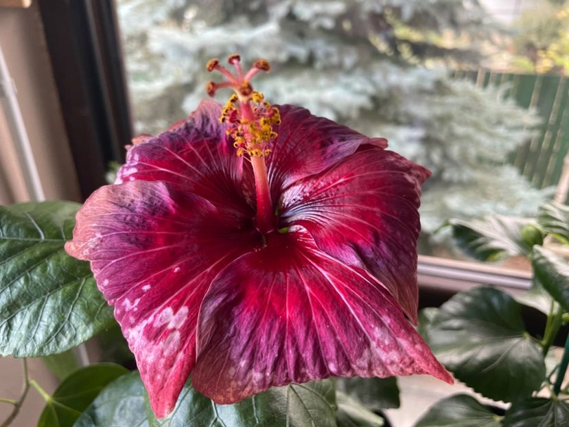  - Moorea Cardinal Pourpre