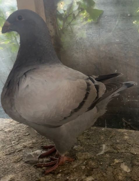 0-1 2025 din p7 - Pui 2025