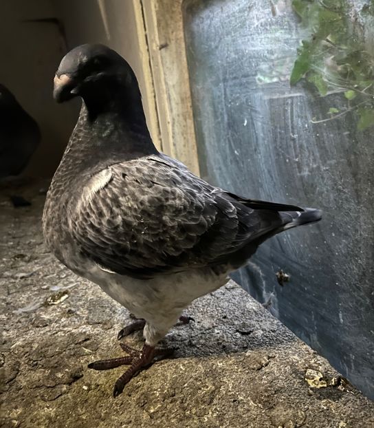 1-0 2025 din p1 - Pui 2025