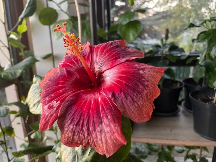  - Moorea Cardinal Pourpre