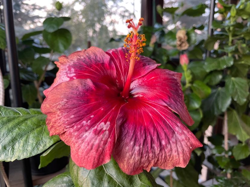  - Moorea Cardinal Pourpre