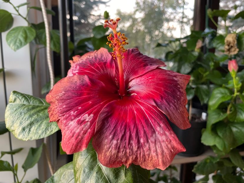  - Moorea Cardinal Pourpre