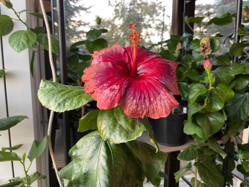  - Moorea Cardinal Pourpre