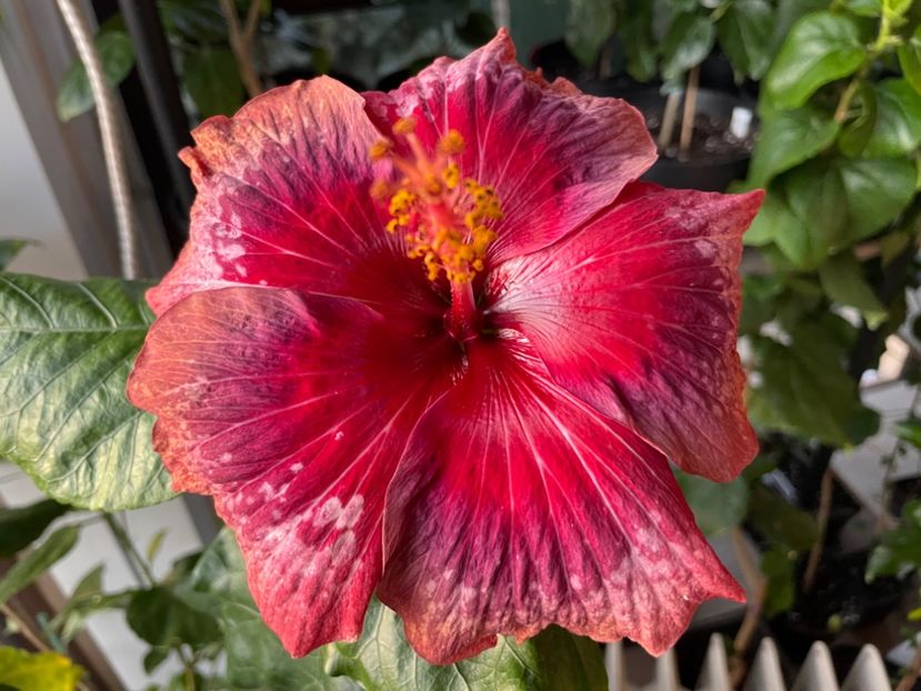  - Moorea Cardinal Pourpre