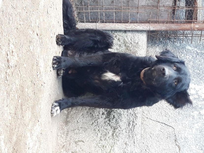  - Femela ciobanesc corb