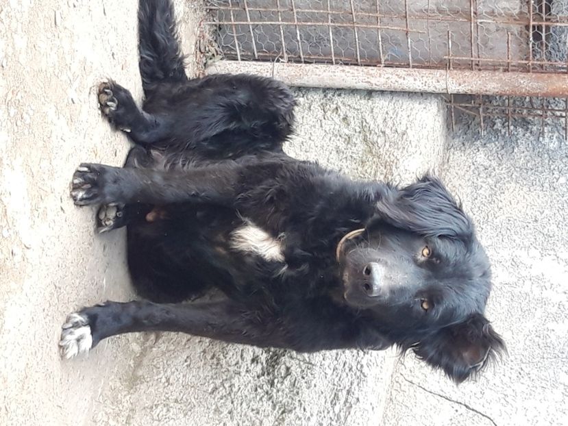  - Femela ciobanesc corb