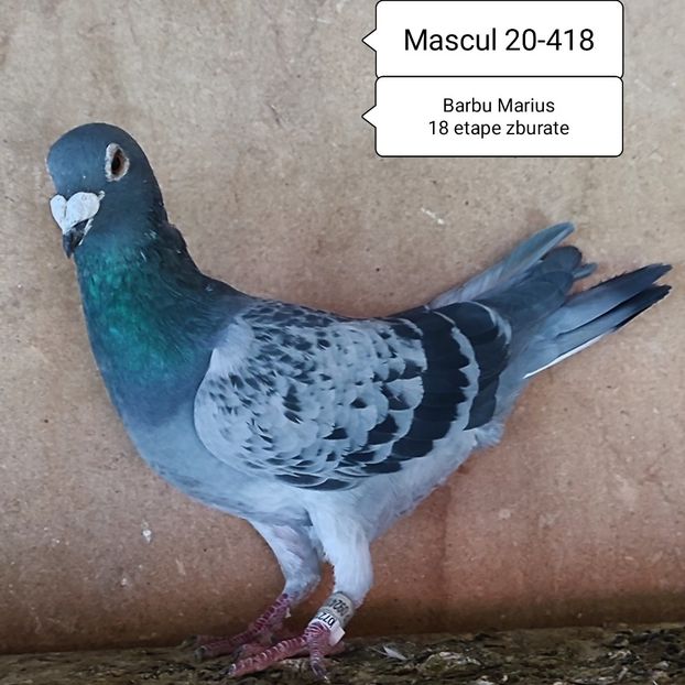 Mascul 20-418 - Stropit