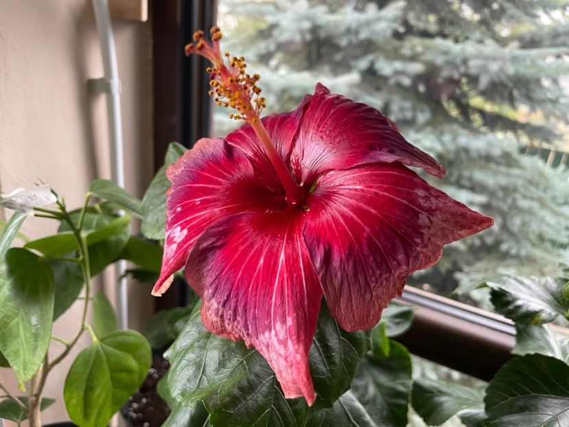  - Moorea Cardinal Pourpre