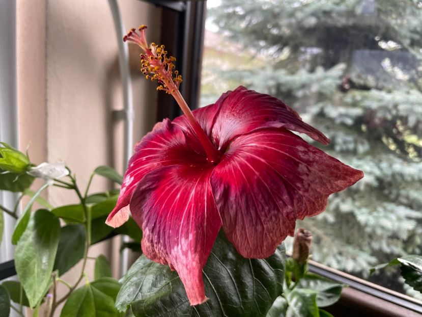  - Moorea Cardinal Pourpre