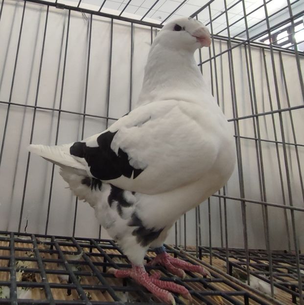 M2024 - Masculi Matca 2026