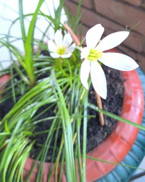 Zephyranthes alba-Zefiri de toamna - Gradina si terasa PrimaLuce__11-Hello 2025