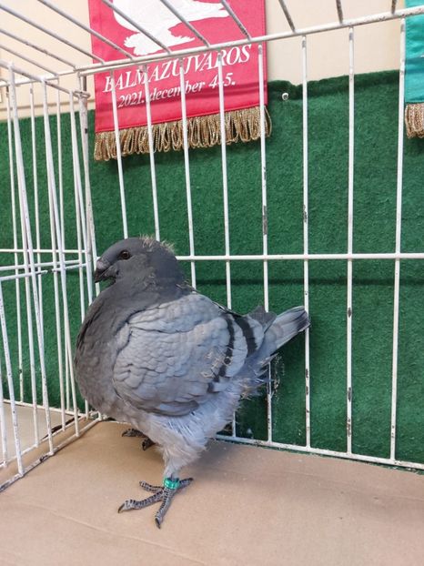 FEMELA 2025 - DAVID VARGA - MATCA FEMELE AGH 2026