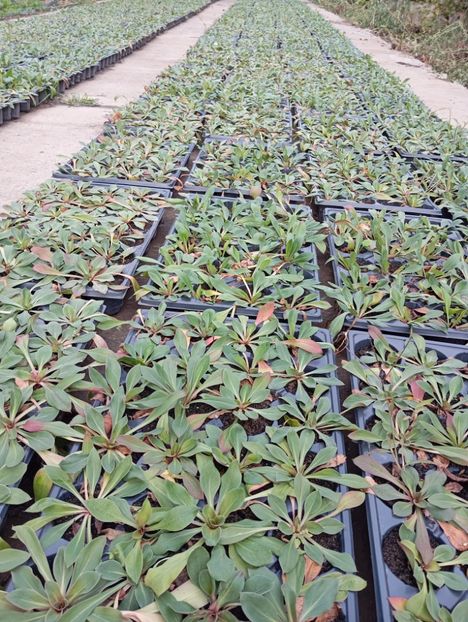  - Statica Tatar 2005 plante tinere