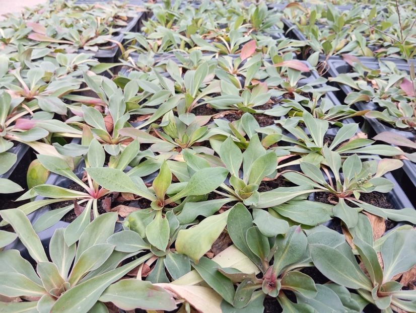  - Statica Tatar 2005 plante tinere