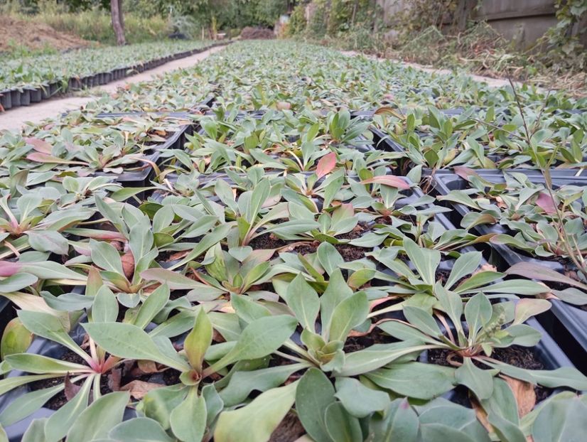  - Statica Tatar 2005 plante tinere