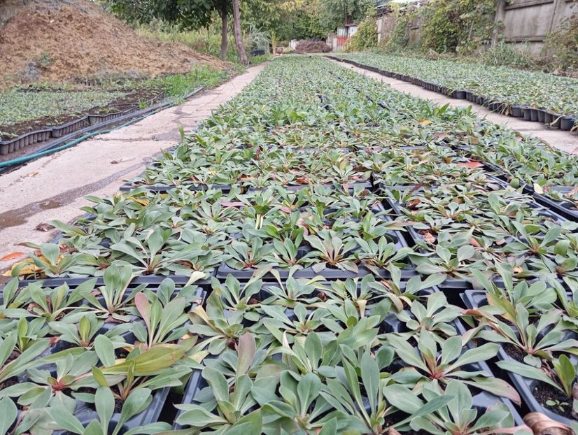  - Statica Tatar 2005 plante tinere