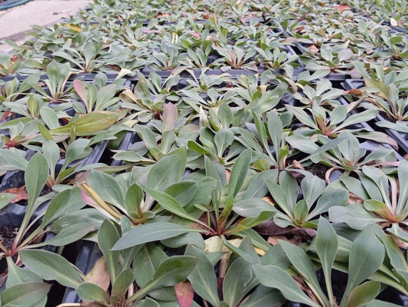  - Statica Tatar 2005 plante tinere