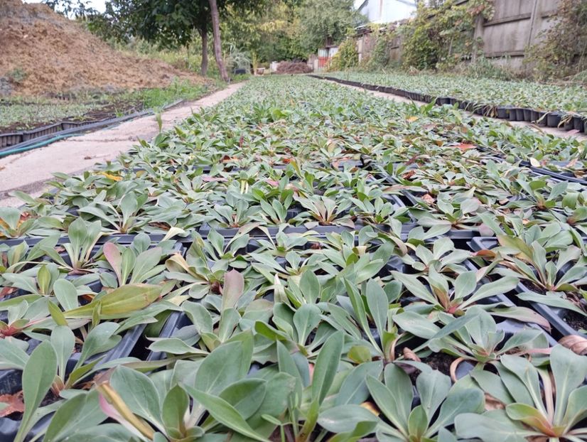  - Statica Tatar 2005 plante tinere