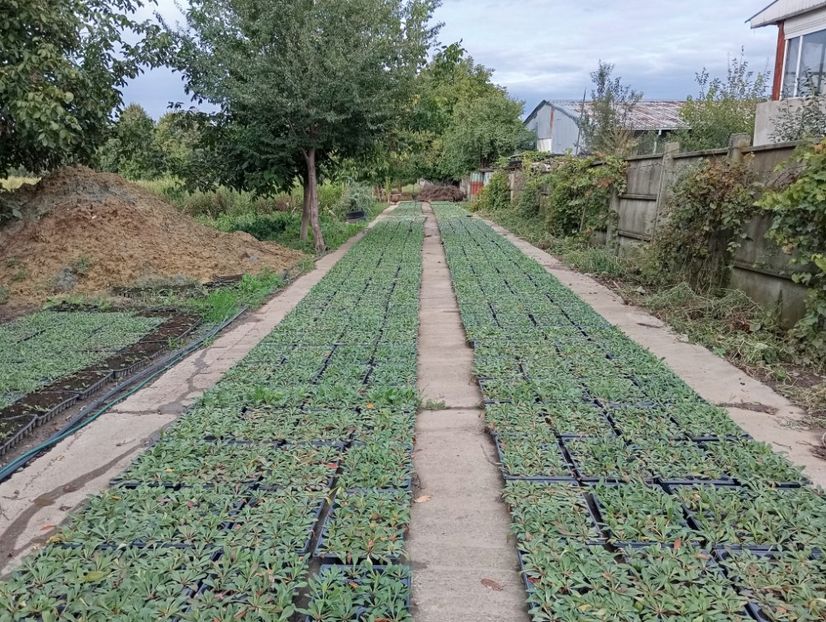  - Statica Tatar 2005 plante tinere