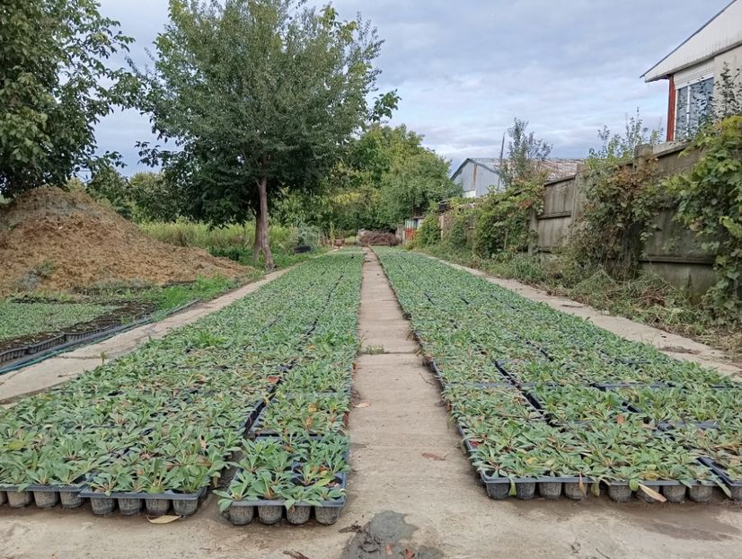  - Statica Tatar 2005 plante tinere