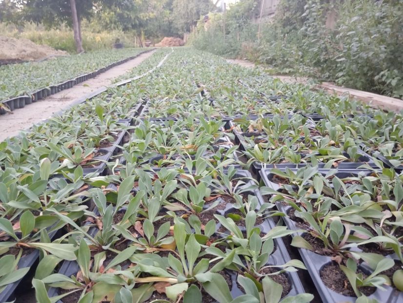  - Statica Tatar 2005 plante tinere