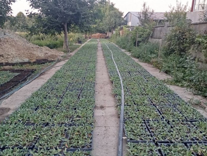  - Statica Tatar 2005 plante tinere