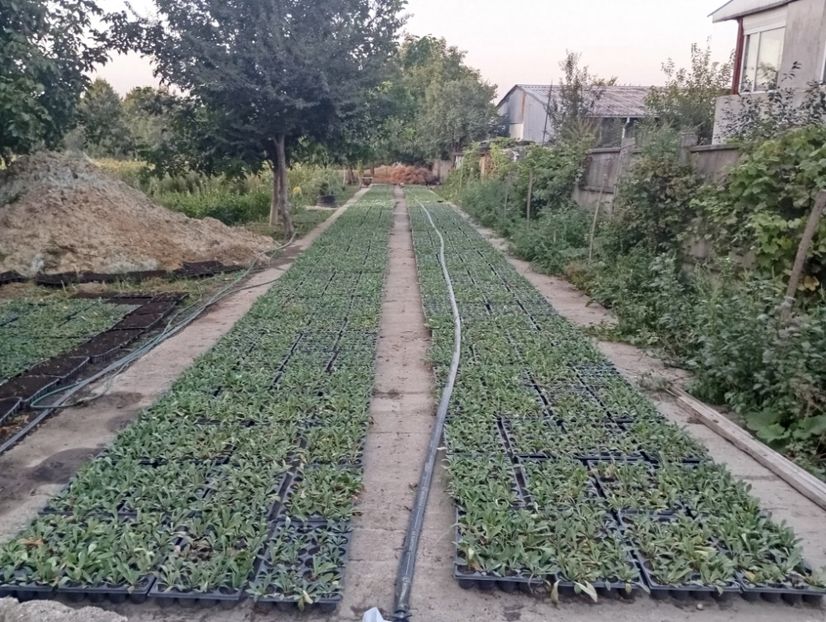  - Statica Tatar 2005 plante tinere