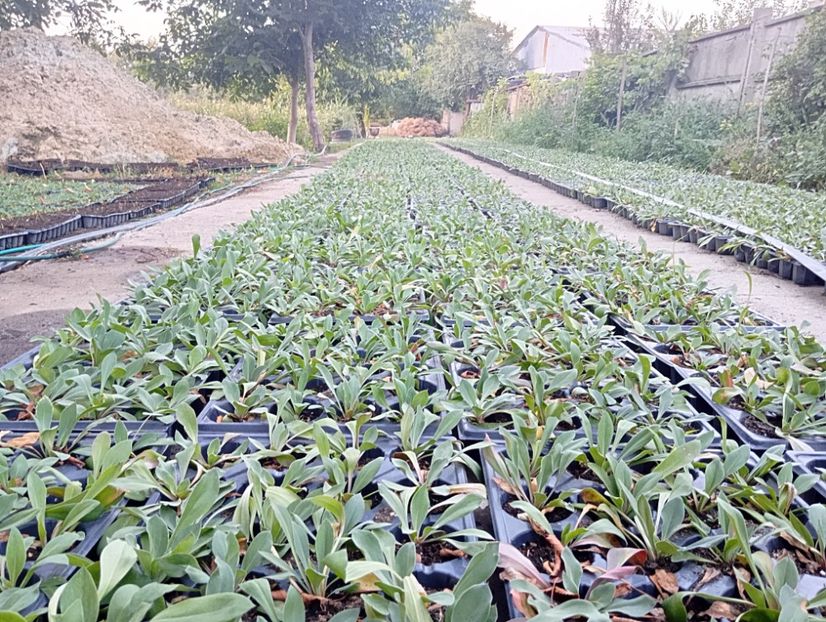  - Statica Tatar 2005 plante tinere