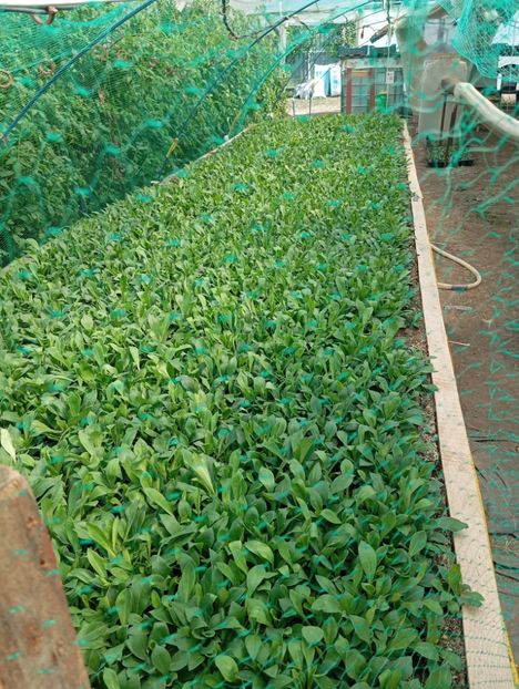  - Statica Tatar 2005 plante tinere