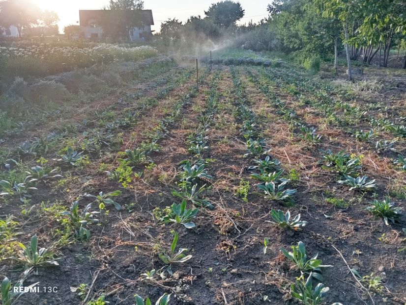  - Statica Tatar 2005 plante tinere