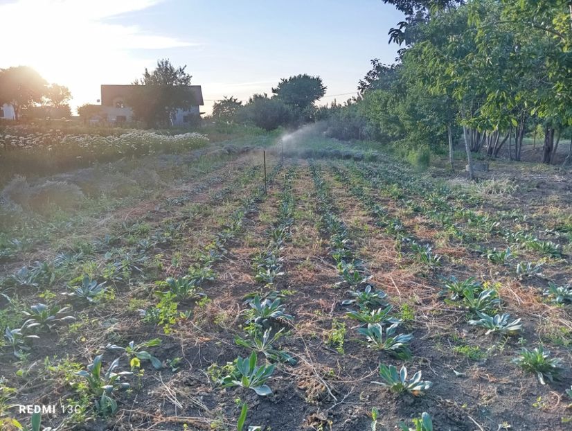  - Statica Tatar 2005 plante tinere