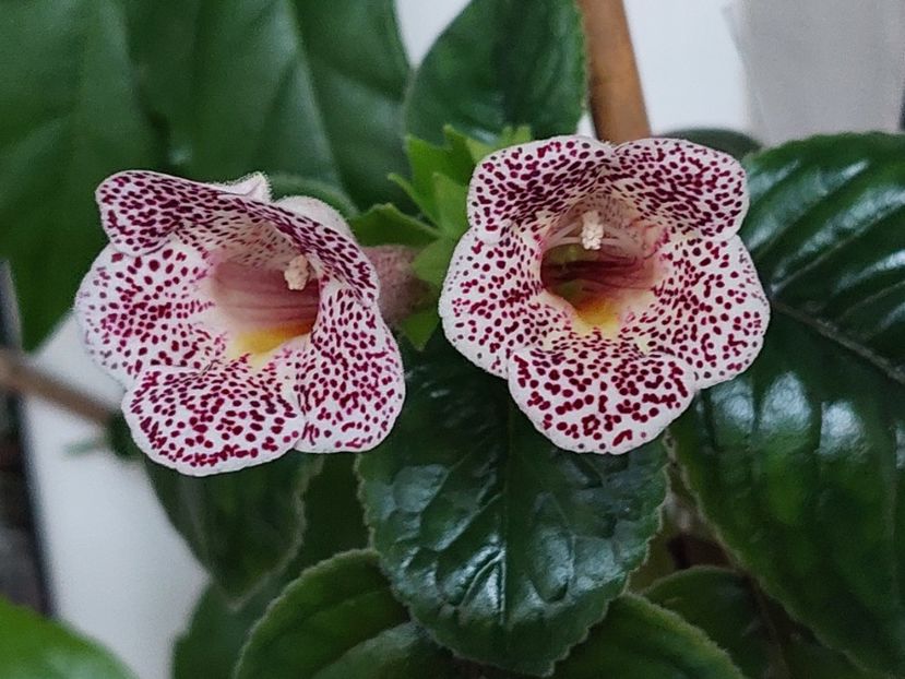 Guttata (3-x-2025) - Sinningii 2025