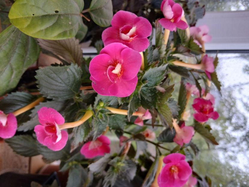  - Brid_s Sarah Gritzan