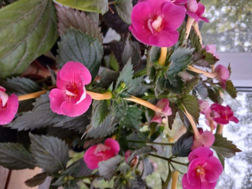  - Brid_s Sarah Gritzan