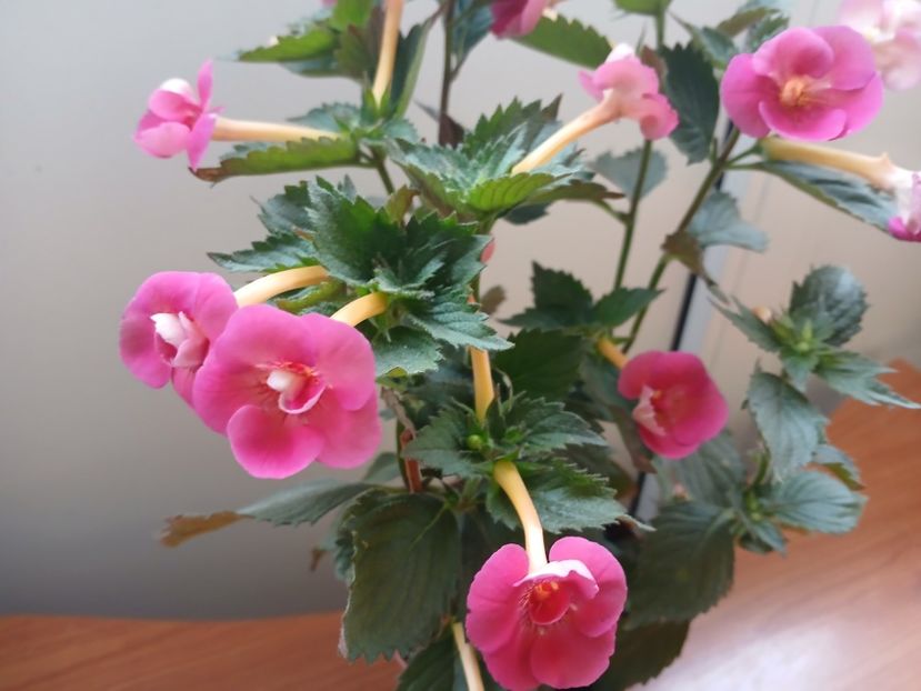  - Brid_s Sarah Gritzan