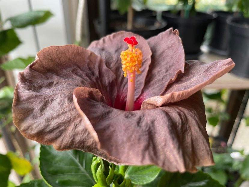  - Teng s black phantom