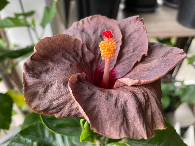  - Teng s black phantom