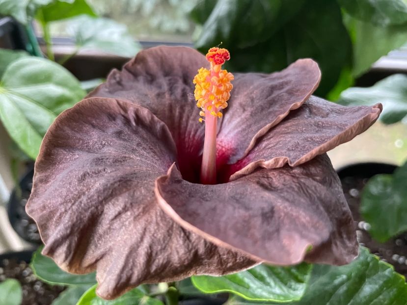  - Teng s black phantom