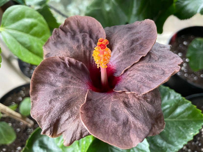  - Teng s black phantom