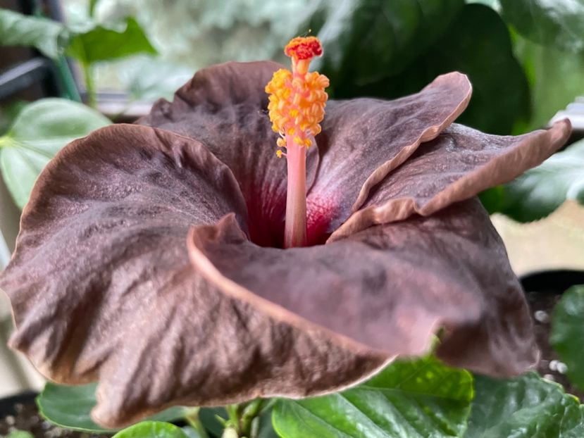  - Teng s black phantom