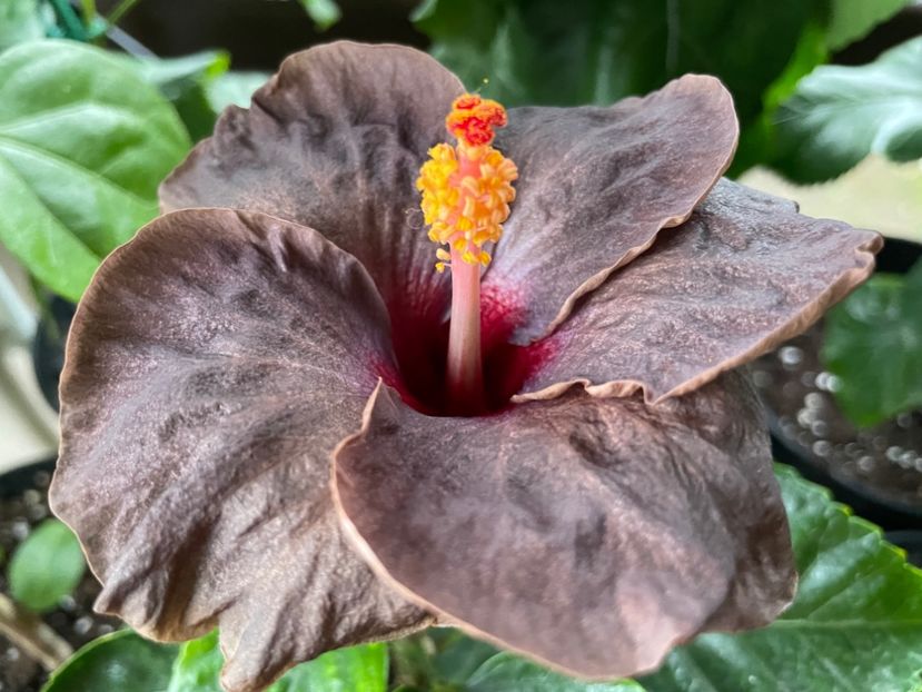  - Teng s black phantom