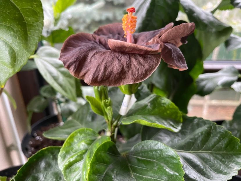  - Teng s black phantom