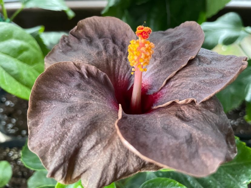  - Teng s black phantom