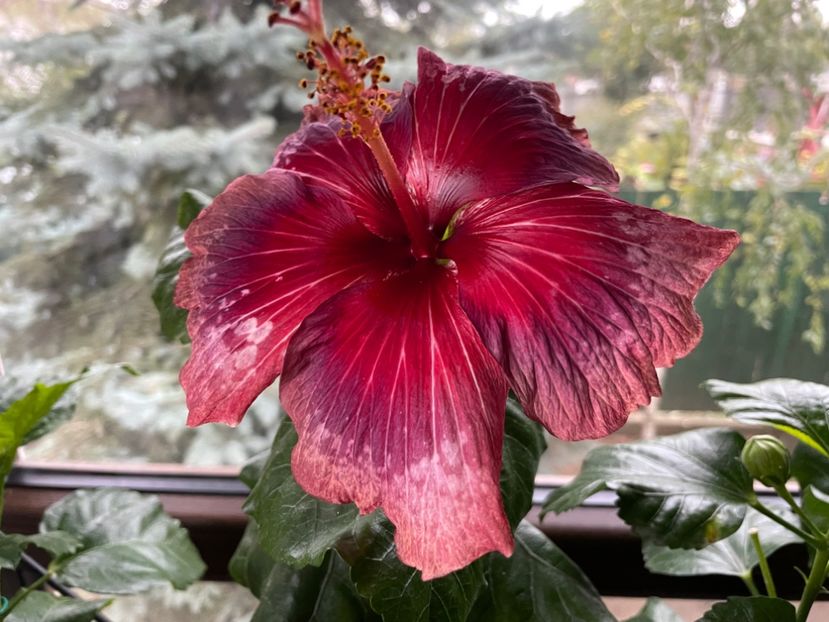  - Moorea Cardinal Pourpre