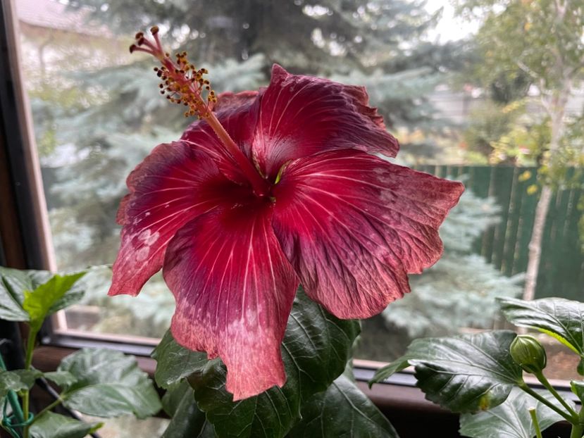  - Moorea Cardinal Pourpre