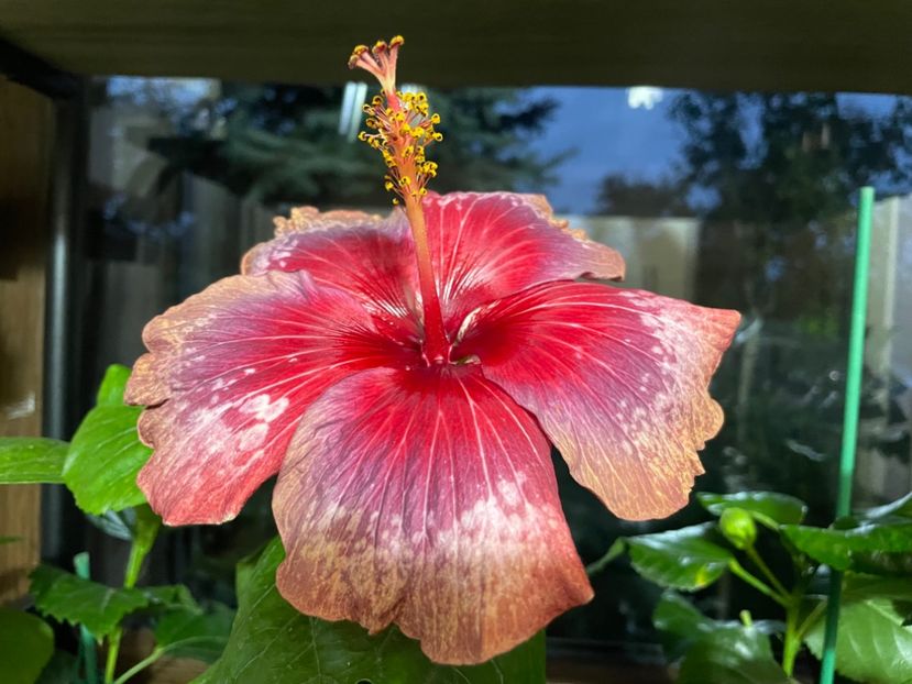 - Moorea Cardinal Pourpre
